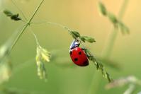 Ladybug 1480102 640