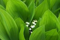 Lily of the valley 259644 640