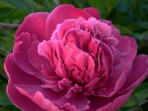 Peony 287062 640